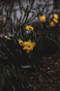 Gardening in April