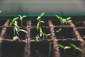 Gardening in March