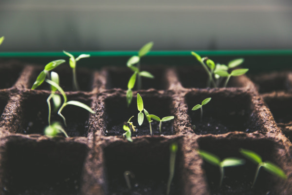 Gardening in March